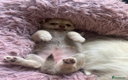 Chihuahua dogs for sale: READY NOW chihuahua x Pom puppies  - Image 18