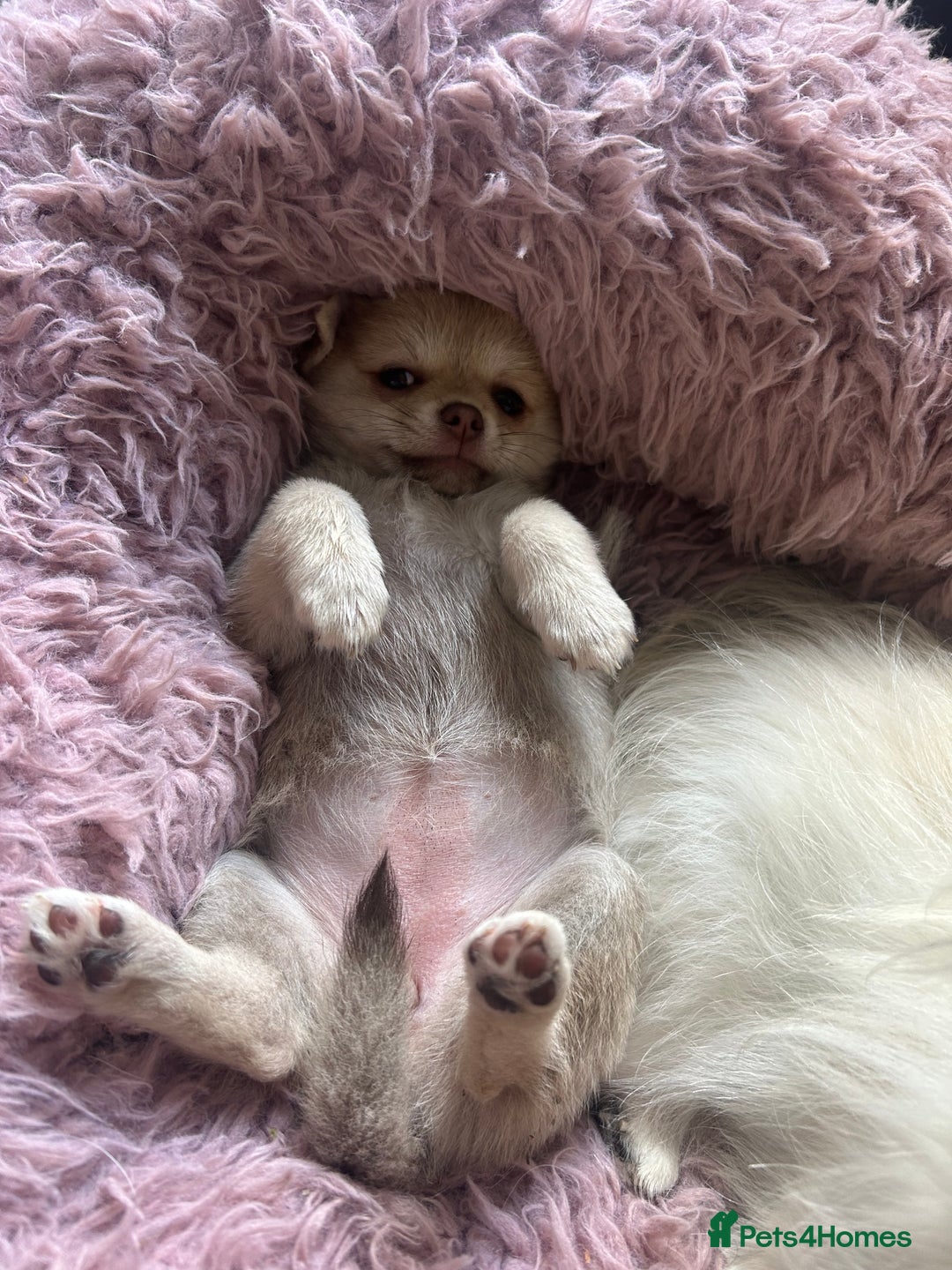 Chihuahua dogs for sale: READY NOW chihuahua x Pom puppies  - Image 18