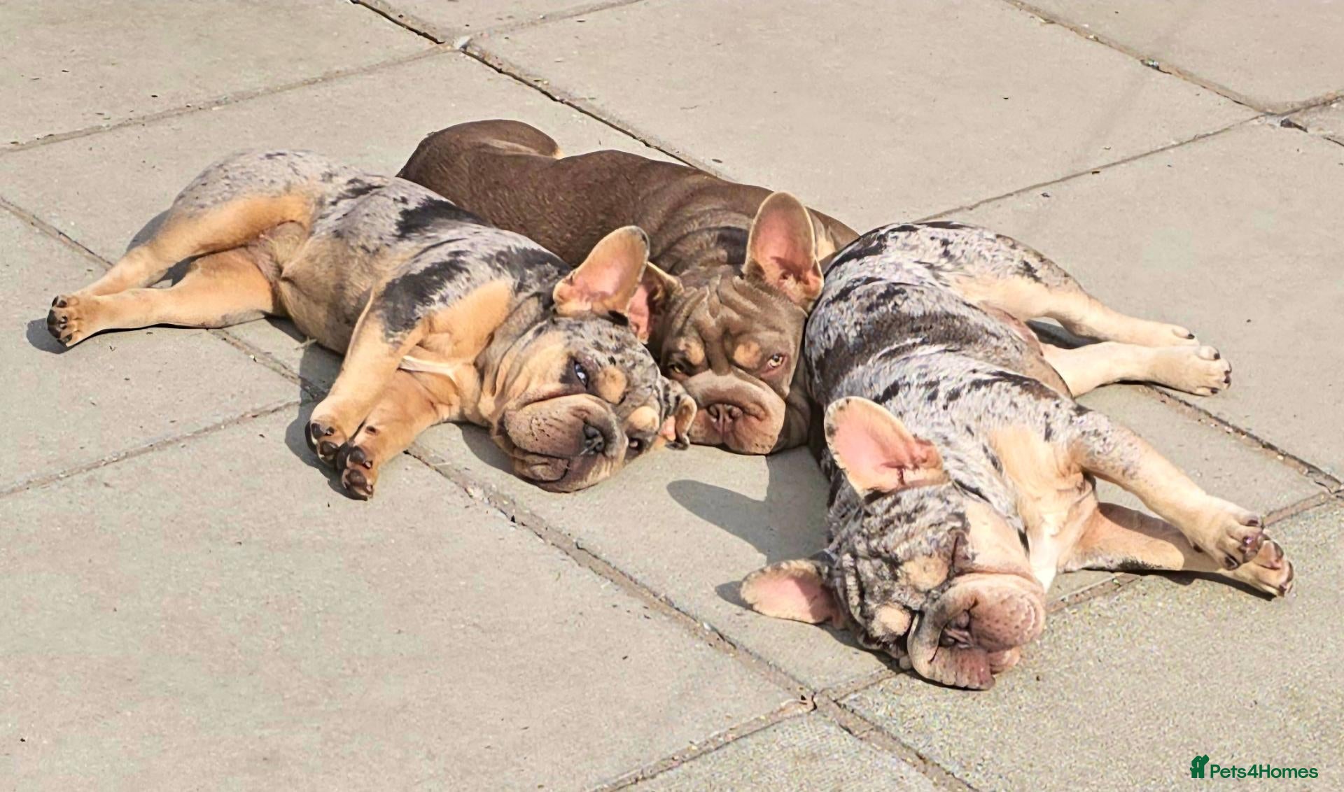 French Bulldog dogs FRENCH BULLDOG  - Advert 8