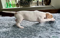 Pointer dogs for sale: KC reg Pointer Puppies - Image 30