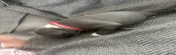 Staffordshire Bull Terrier dogs for sale: 3 male staffys kc reg - Advert 8