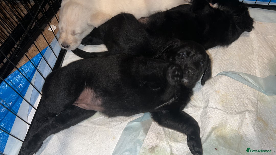 Mixed Breed dogs for sale: Stunning Litter of Labradoodle x Pyrenees - Advert 26