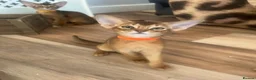 Abyssinian cats for sale: Adorable Abyssinian kittens - Advert 12