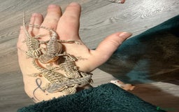 Bearded Dragon reptiles for sale: Bearded Dragon Babies - Advert 14