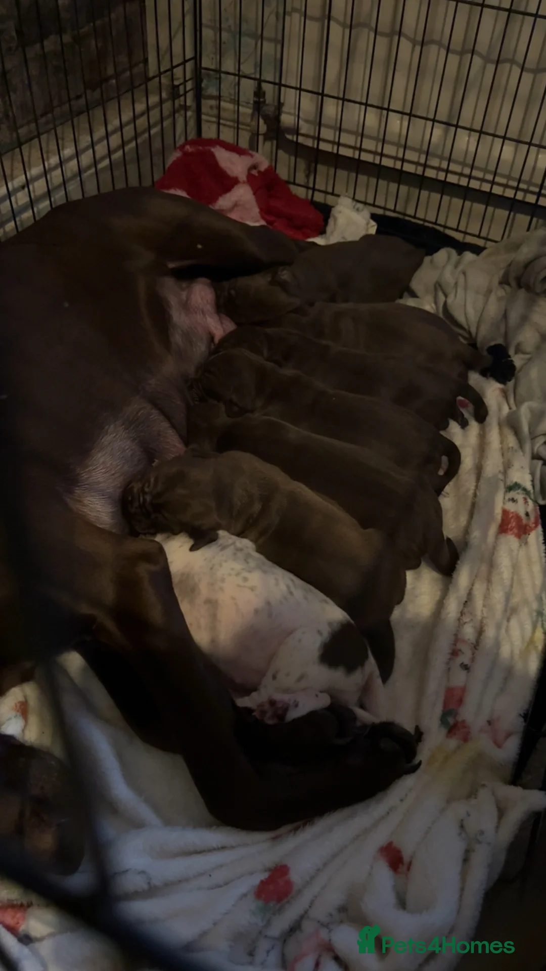 German Shorthaired Pointer dogs for sale: Pointer pups  - Advert 2