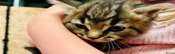 Mixed Breed cats for sale: Fluffy Kittens for sale  - Advert 4