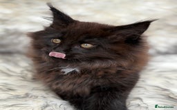 Maine Coon cats for sale: Maine Coon Kittens ❤️ GCCF and TICA registered  - Image 13