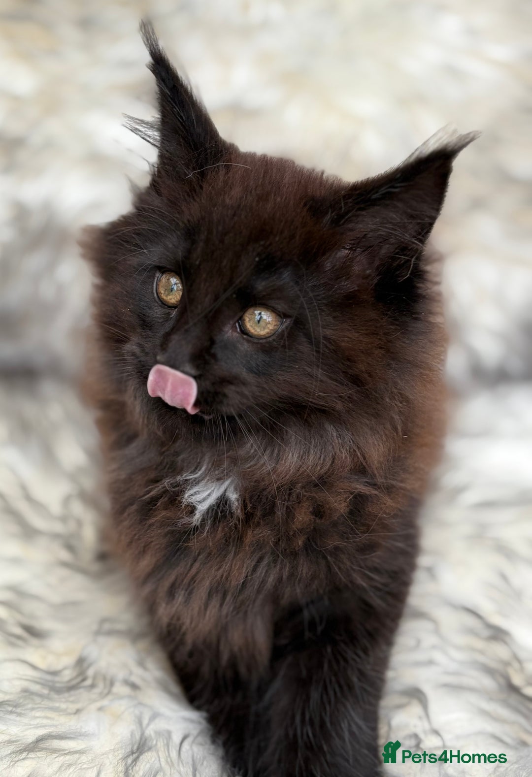 Maine Coon cats for sale: Maine Coon Kittens ❤️ GCCF and TICA registered  - Image 13