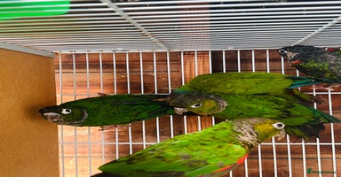 Conures birds - Advert 2
