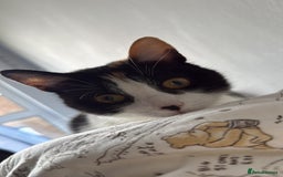 Domestic Shorthair cats for sale: Kiara - Image 5