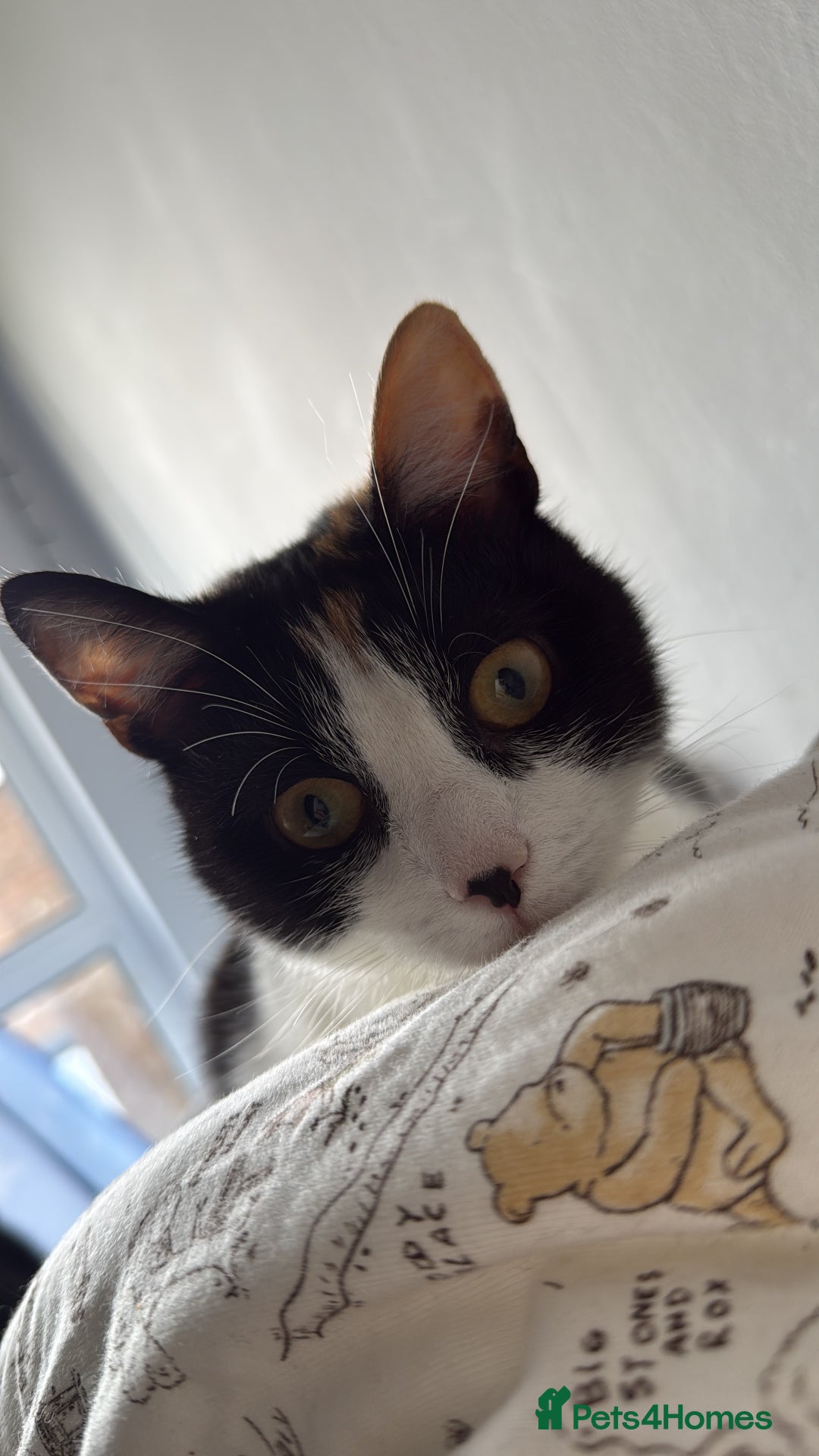 Domestic Shorthair cats for sale: Kiara - Image 5