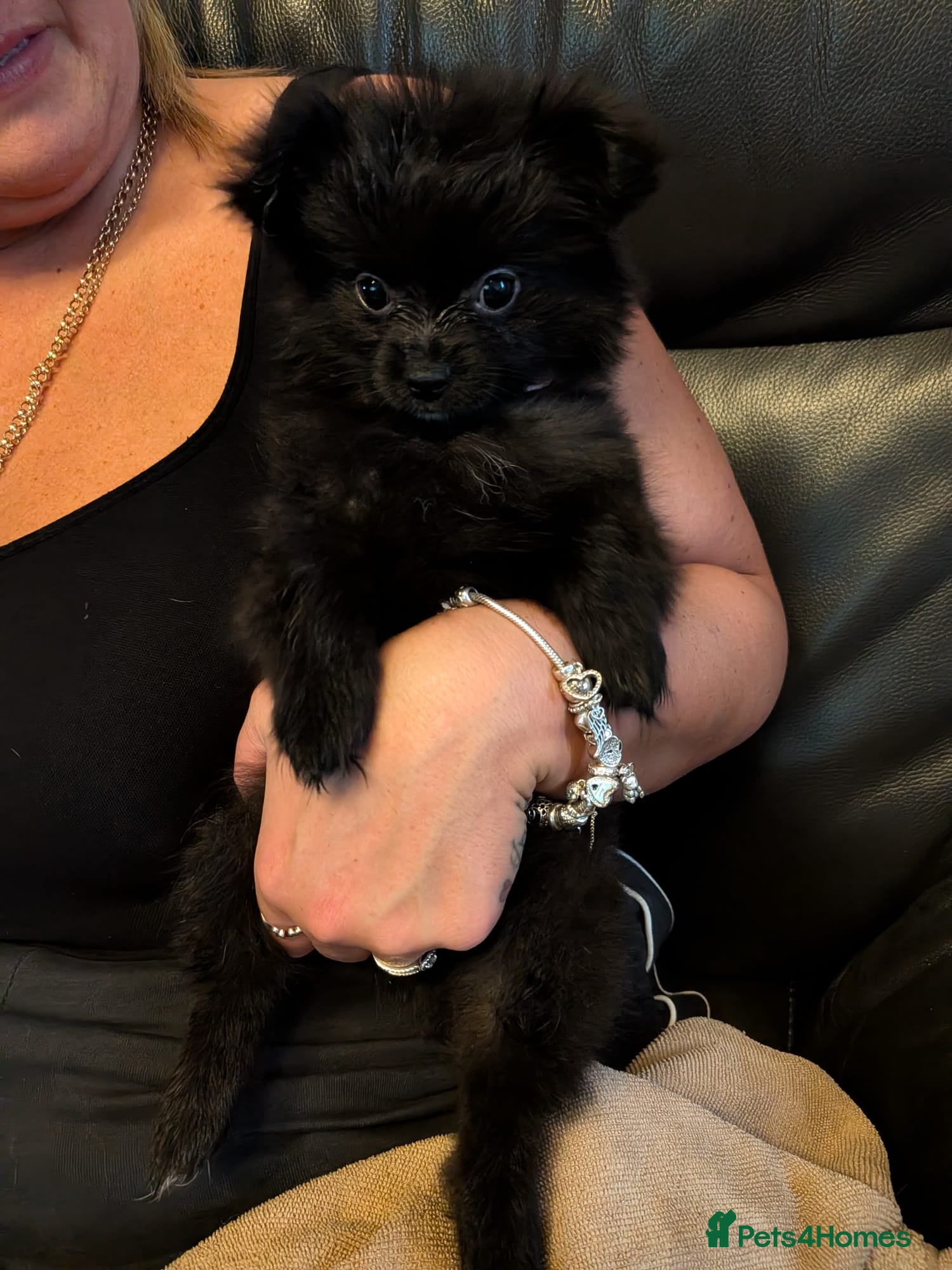 Pomchi dogs Beautiful Pomchi's–2 Left 🐾 Ready Now - Advert 18