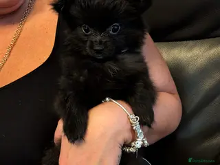 Pomchi dogs Beautiful Pomchi's–2 Left 🐾 Ready Now - Advert 18