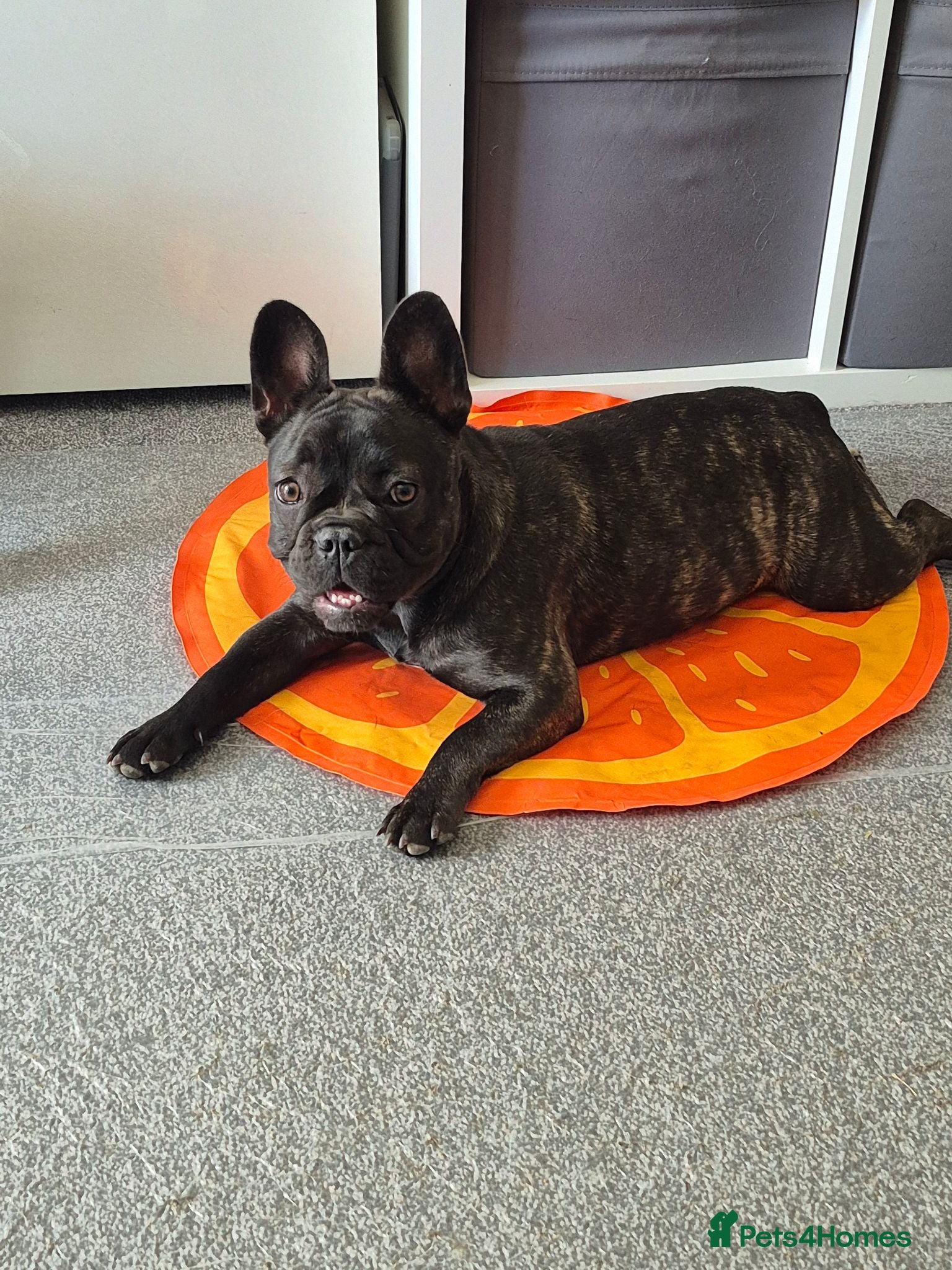 French Bulldog dogs Frenc bulldog - Advert 1