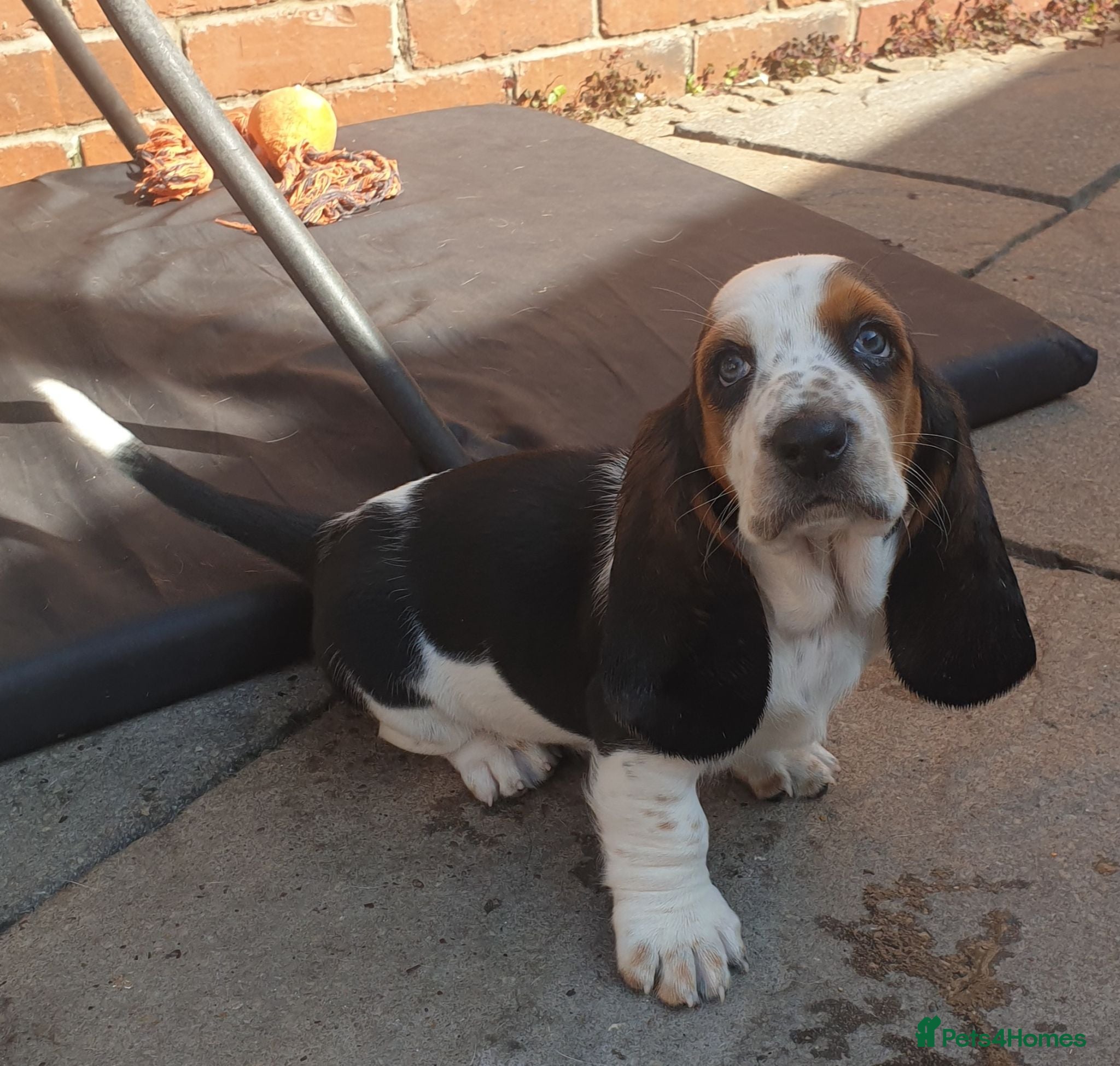 Basset Hound dogs Basset hound pups - Advert 2