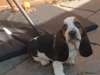 Basset Hound dogs Basset hound pups - Advert 1