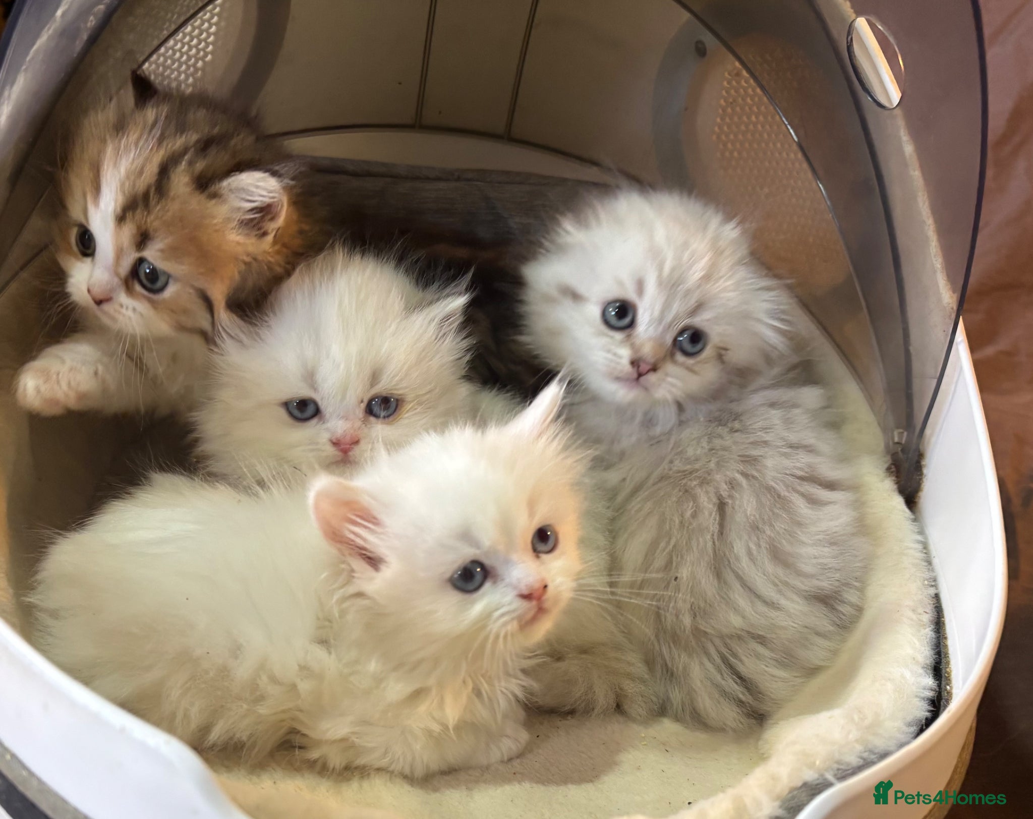 Munchkin cats TICA registered munchkin kittens  - Advert 1