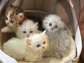 Munchkin cats TICA registered munchkin kittens - Advert 2