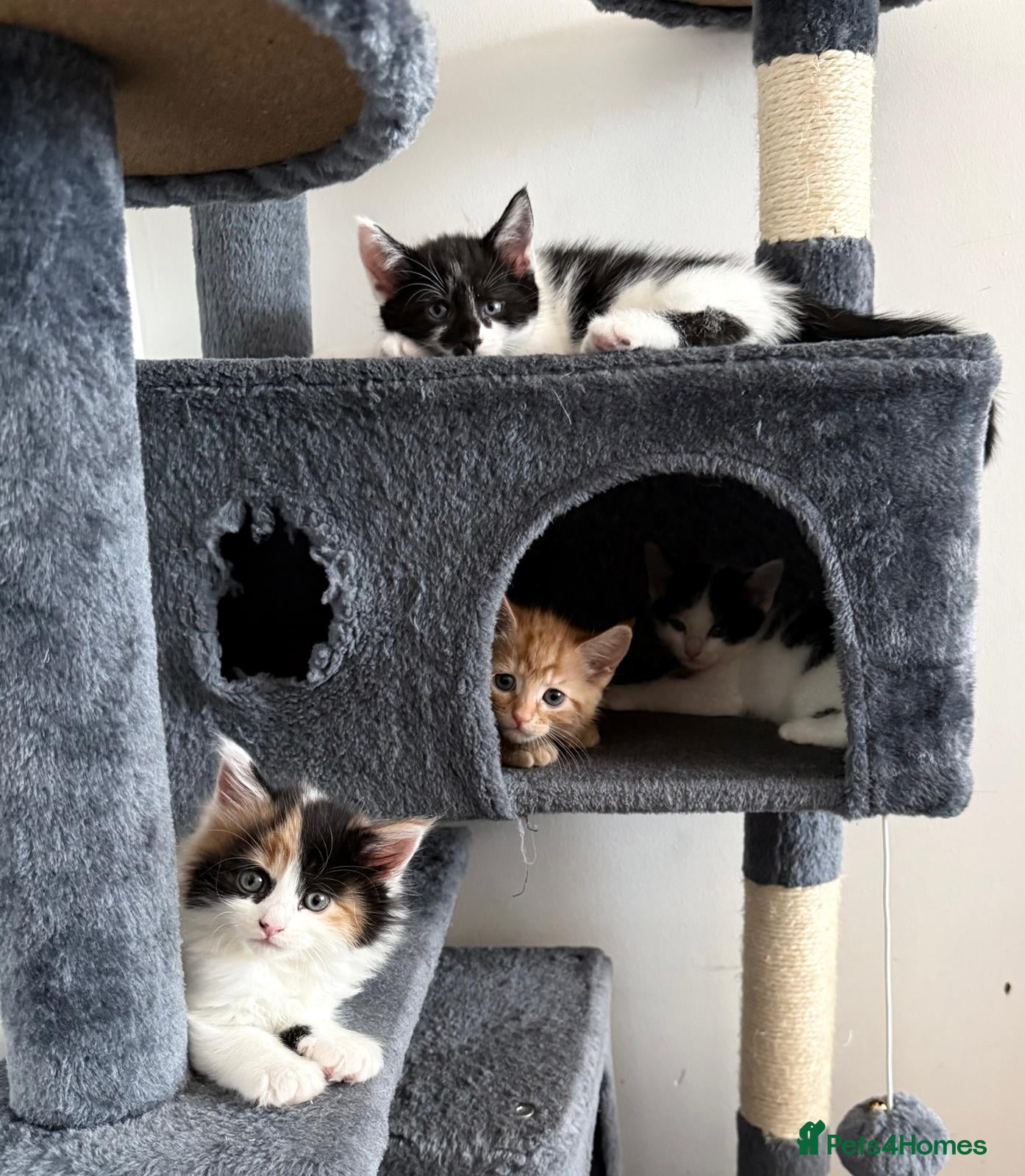 Mixed Breed cats Mixed Maine Coon kittens  - Advert 10