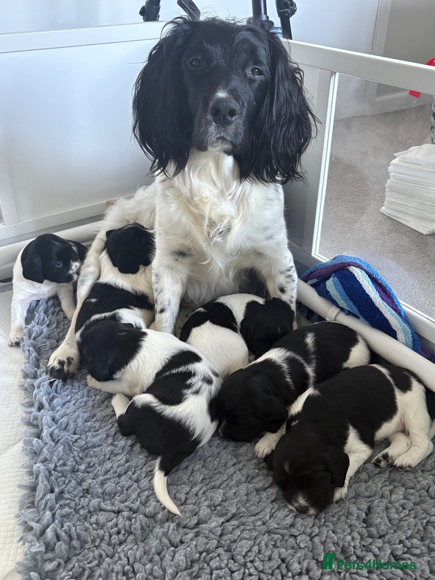 English Springer Spaniel dogs Outstanding litter looking for fantastic homes - Advert 6