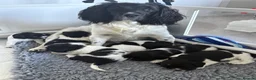 English Springer Spaniel dogs for sale: Outstanding litter looking for fantastic homes - Advert 25