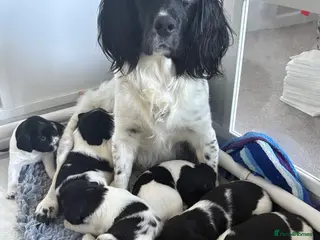 English Springer Spaniel dogs Outstanding litter looking for fantastic homes - Advert 6