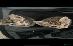 Mixed Breed cats for sale: Beautiful half Siamese kittens  - Image 3