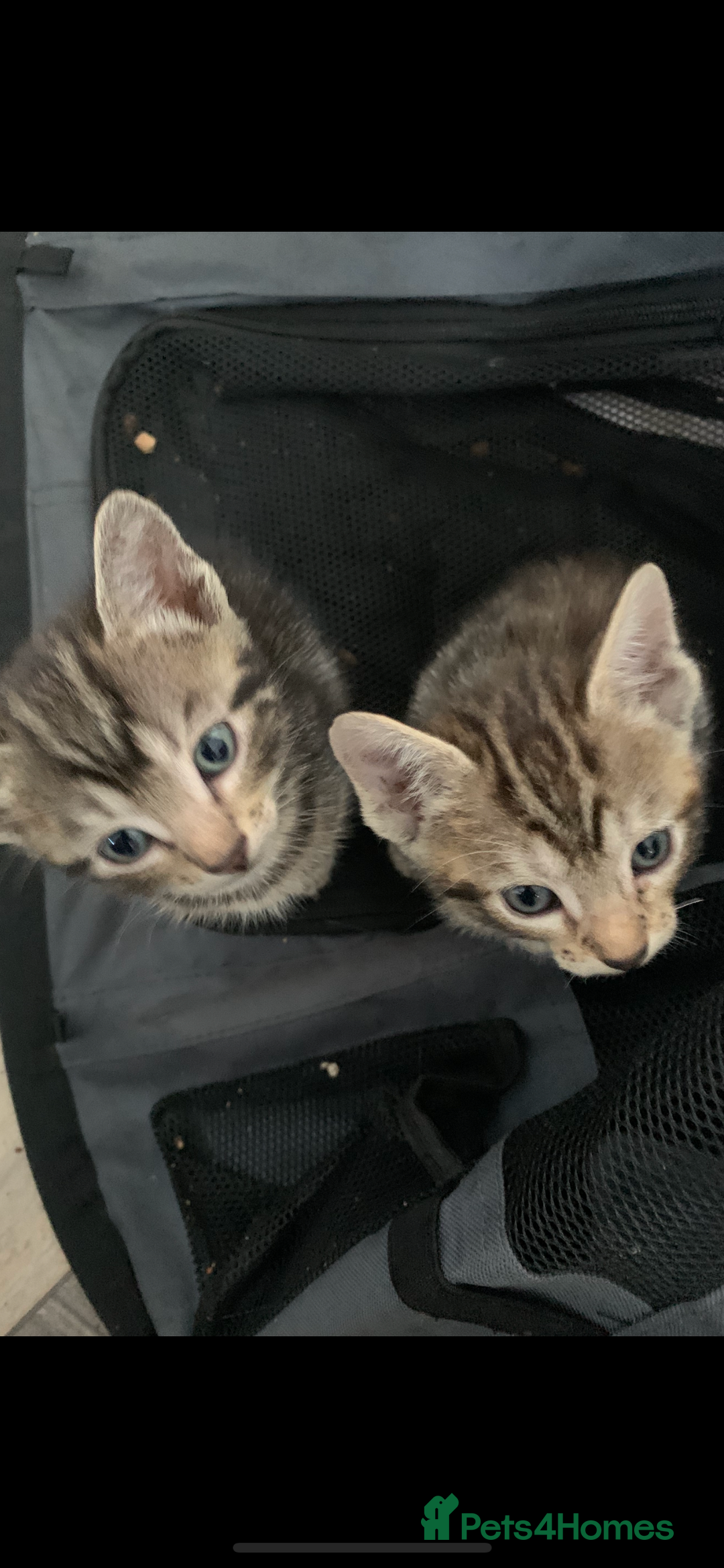 Mixed Breed cats for sale: Beautiful half Siamese kittens  - Image 3