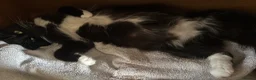 Persian cats for sale: 🤎Persian,Maincoon🤎 - Advert 18