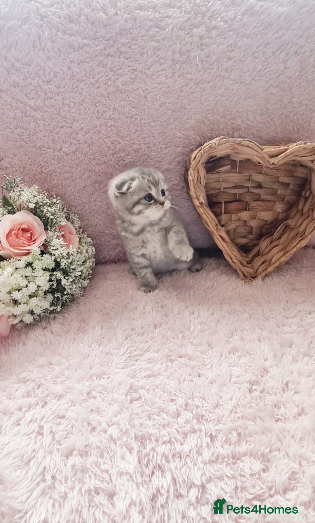 Scottish Fold cats for sale: Stunning TICA Registered Babies in Bolton - Image 31