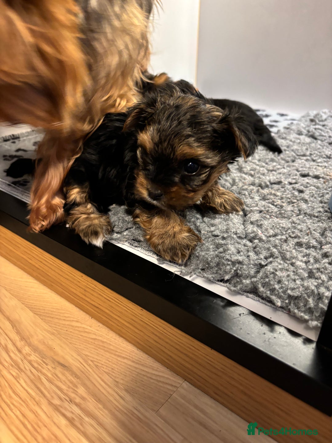 Yorkshire Terrier dogs for sale: Three beautiful Yorkshire terrier puppies  - Advert 7