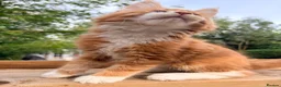 Maine Coon cats for sale: Stunning GCCF Maine Coons available  - Advert 9
