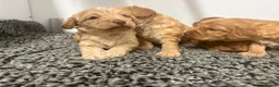 Cockapoo dogs for sale: Stunning f1 cockapoo’s - Advert 6