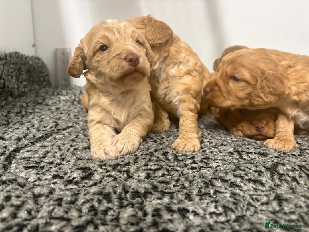 Cockapoo dogs for sale: Stunning f1 cockapoo’s - Advert 6