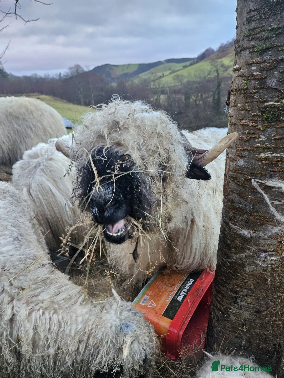 Sheep livestock for sale: Valais  blacknose sheep - Advert 1