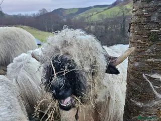 Sheep livestock Valais blacknose sheep - Advert 1