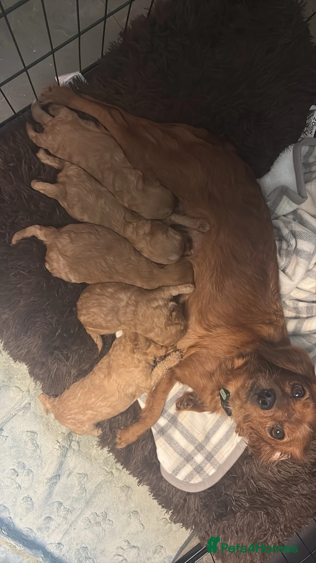 Cavapoo dogs for sale: Gorgeous Cavapoo male  - Advert 6