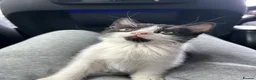 Domestic Shorthair cats for sale: 🐾Fluffy black and white kittens🐾 - Advert 33