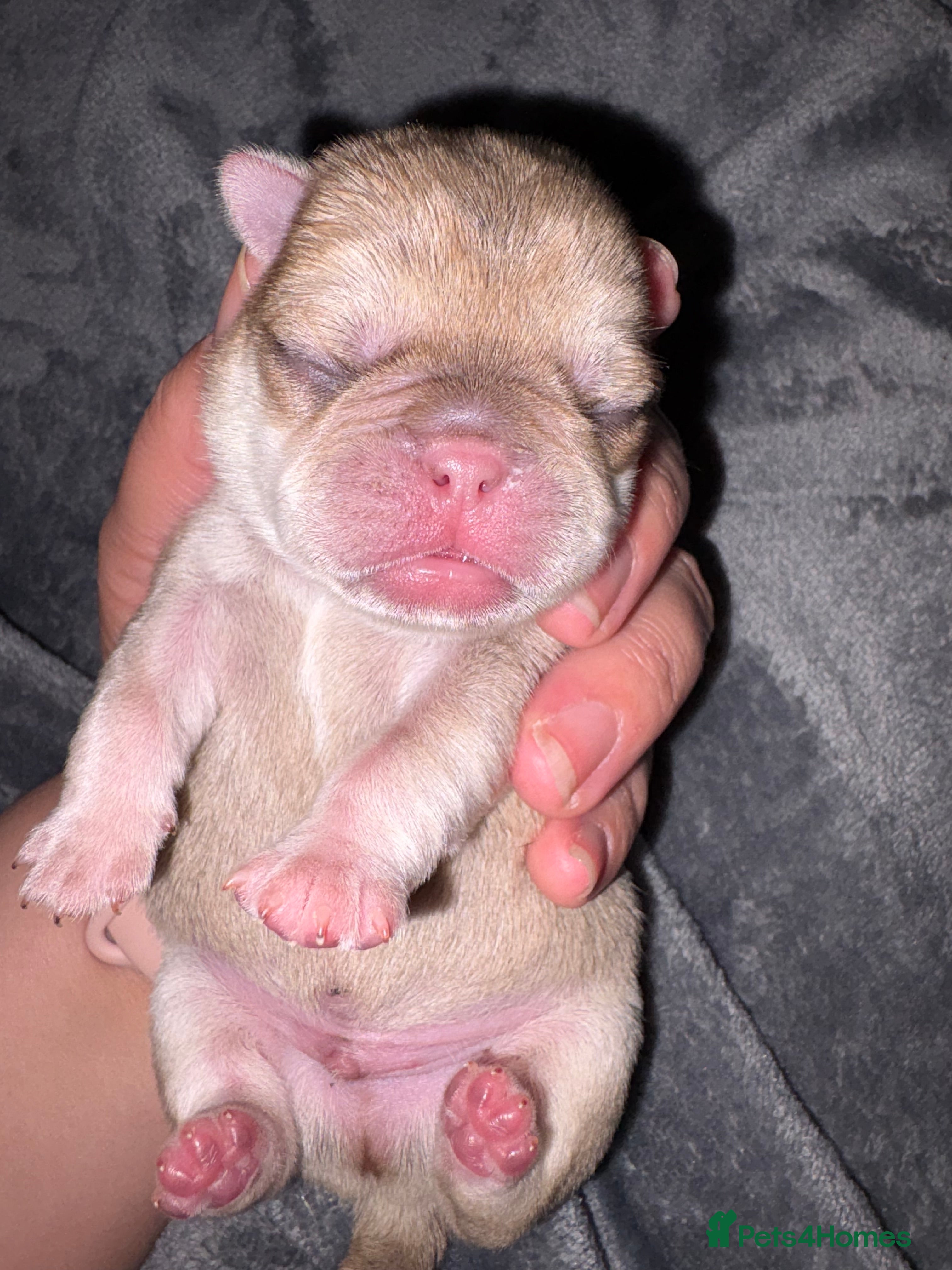 Pug dogs One last stunning boy pug for sale - Advert 5