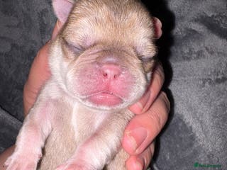 Pug dogs One last stunning boy pug for sale - Advert 2