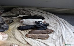 Mixed Breed dogs for sale: Frenchie cross - Image 4
