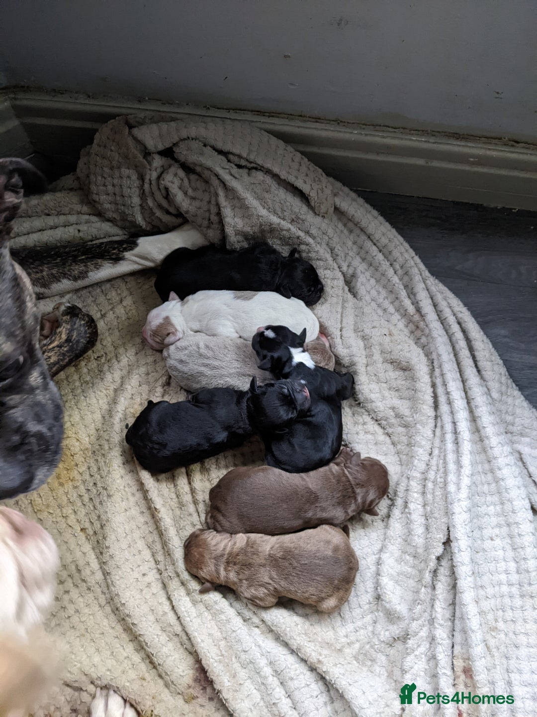 Mixed Breed dogs for sale: Frenchie cross - Image 4