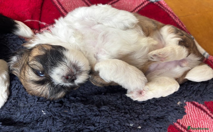 Lhasa Apso dogs - Advert 1