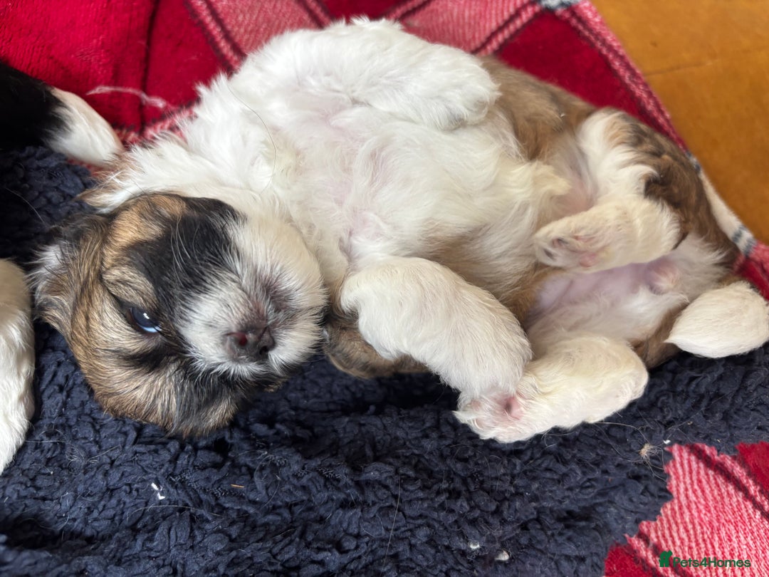 Lhasa Apso dogs for sale: 6 beautiful Lhasa Apso puppies - Image 1