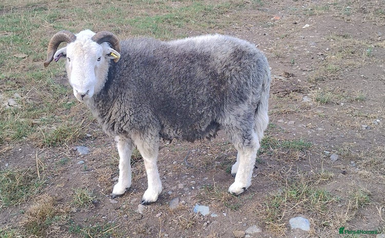 Sheep livestock - Advert 1