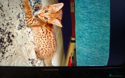 Savannah cats for sale: F3 savannah girls Tica reg  - Image 12