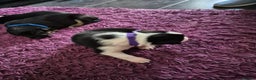 Mixed Breed dogs for sale: Male Collie x Kelpie Puppy ready to go black + tan - Advert 9