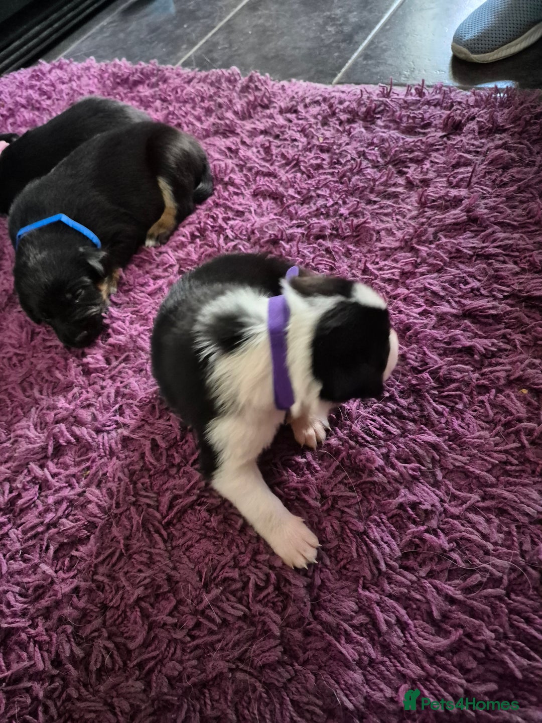 Mixed Breed dogs for sale: Collie x Kelpie Puppies ready to go 28th December  - Advert 11