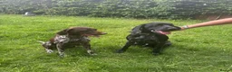 German Shorthaired Pointer dogs for sale: Docked KC registered German shorthaired pointers - Advert 7