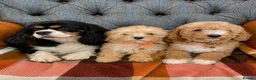 Cavapoo dogs for sale: Beautiful F1 Cavapoo puppies in Aylesford - Advert 15